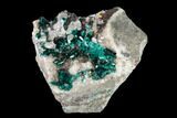 Pristine Dioptase Crystals on Quartz - Kimbedi, Congo #148471-2